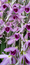 DENDROBIUM ANOSMUM orchid Large previously bloomed BIG, Fragrant flower show 