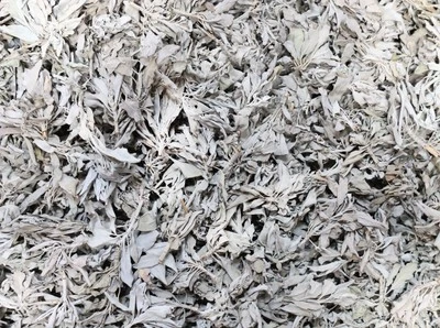 White Sage Clusters Bulk Loose Leaf White Sage for Cleansing & Smudging