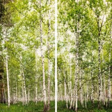 Alu-Verbundplatte für Dusche Dekor: Birkenwald