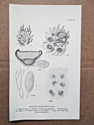 Beispiel britischer Flechten: Lopadium Pezizoideum - antiker Botanikdruck - 1926
