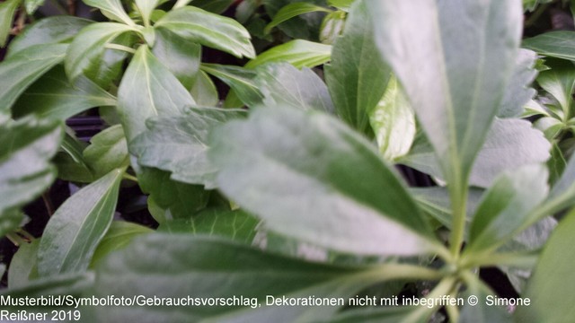 24 X  Dickmännchen, Ysander - Pachysandra terminalis