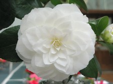 Camellia japonica Nuccio`s gem white flowers evergreen plant 1 x