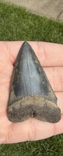 2.6 Inch Fossilized Great White Shark Tooth
