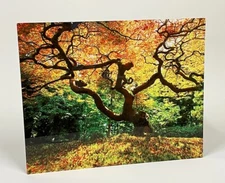 Japanese Maple Tree Picture - 16x20 Gloss Metal Print - Japanese Garden