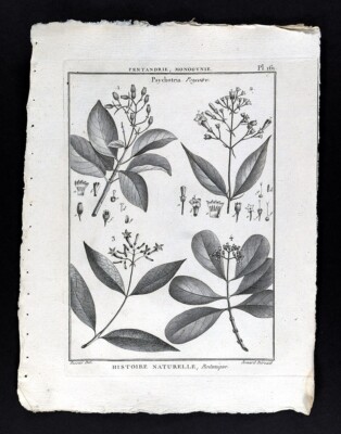 1793 Lamarck Botanical Print Psychotria Wild Coffee Rubiaceae Plant Species