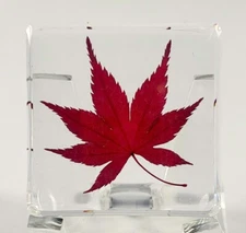 37mm Real Red Japanese Maple Leaf in Clear Resin Dried Pressed Herb Herbarium