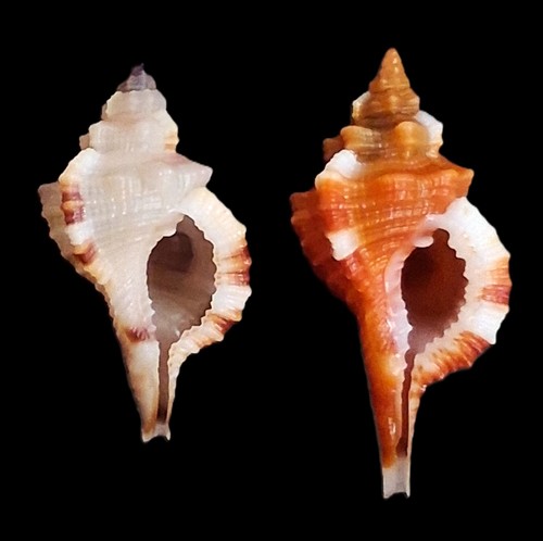 Sea shell cymatium comptum 2pcs. 27mm & 32mm, gem, nice colored, perfect - Picture 2 of 5