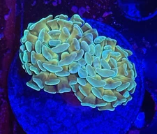 Live Coral Euphylia Hammer Gold 2 Head