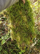 (5) Quart Size Ziplock Bags of Live Sheet Moss/PNW WA. Fern Sheet Moss 