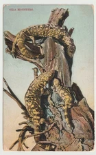 Gila Monster American Southwest Desert Linen Postcard Vintage