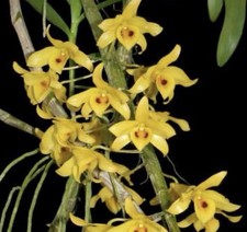Dendrobium fredericksianum - Mounted - Species Orchid - Fragrant