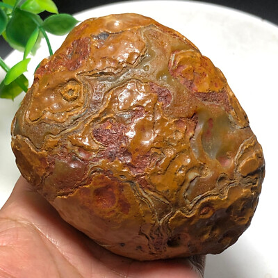 698g Bonsai Suiseki-Natural Gobi Agate Eyes Stone-Rare Stunning Viewing-MDM1
