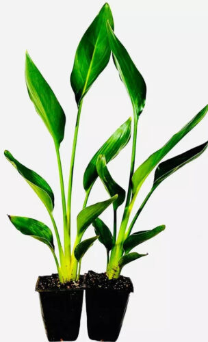 GIANT WHITE~Bird of Paradise~Strelitzia Nicholai~ROOTED PLANT~10-12 inches tall - Picture 2 of 12