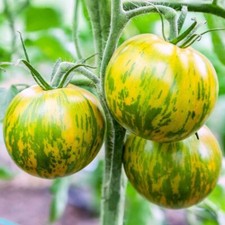 Green Zebra Tomato, 30 Seeds, BUY 2 GET 1 FREE, NON-GMO, FREE SHIPPING