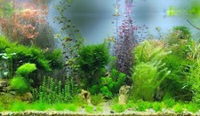 @ (◕‿◕)\@ Invitro Aquariumpflanzen und Moose zur Auswahl