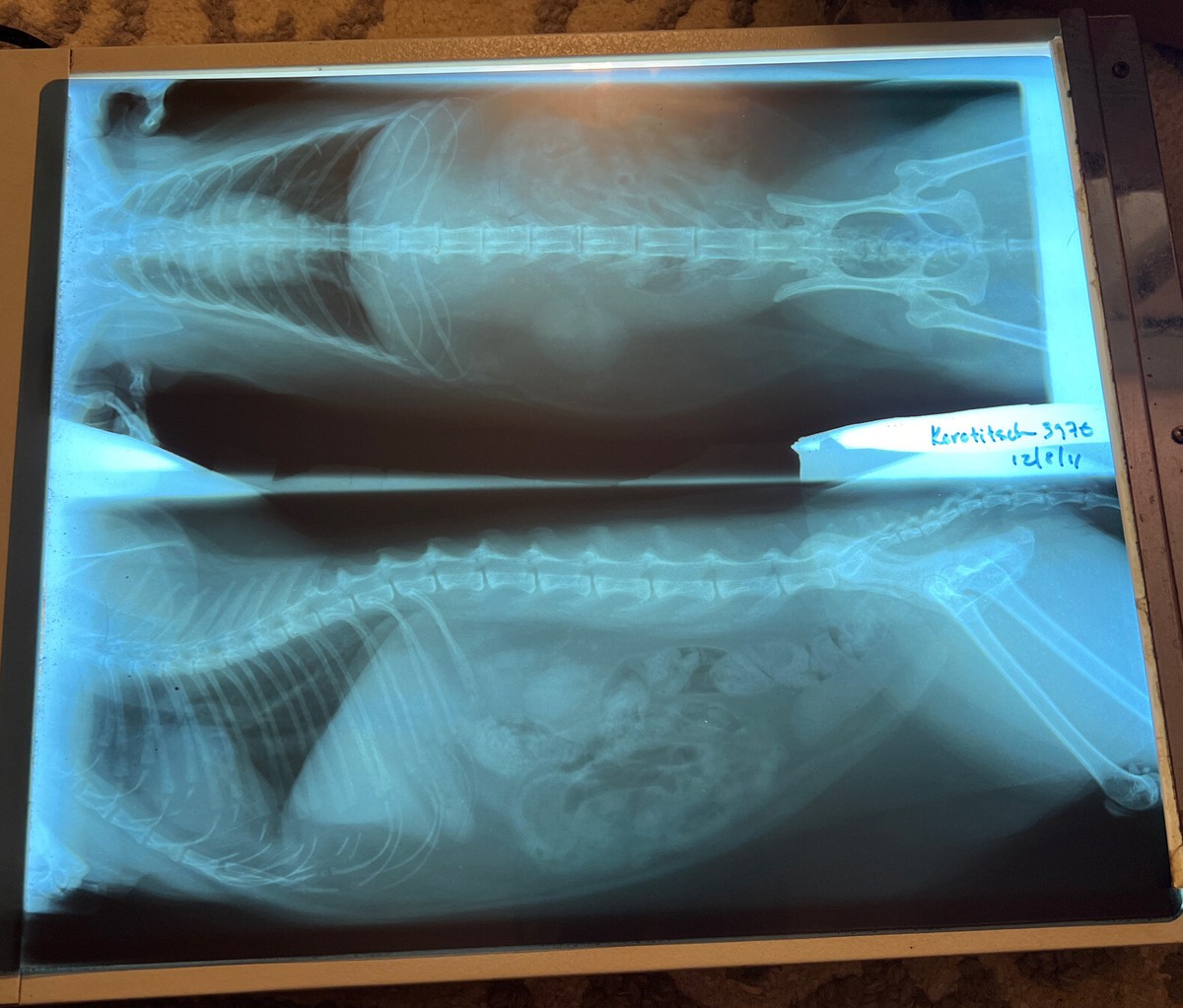 Original Negative Film Veterinary X-ray Anatomy Images Educational