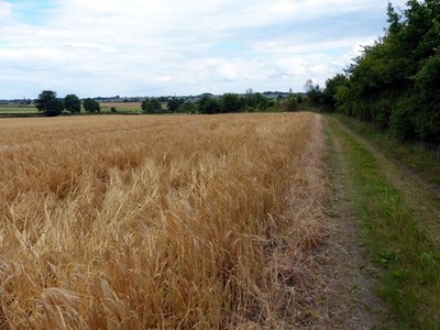 Photo 6x4 Footpath and track next to the A6 Great Glen Bypass The Woodlan c2017