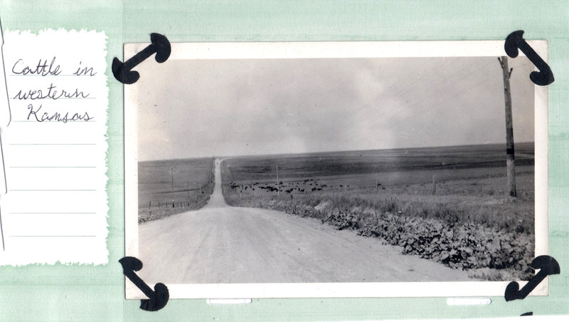 VINTAGE PHOTOGRAPH FARM/RANCH CATTLE/COWS/HERD WESTERN KANSAS OLD PHOTO