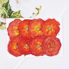 8PCS Real Pressed Dried Orange Rose flower Head, Dyed Orange FCD73
