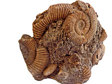 F1662 Lias Stage Dactylioceras Schlaifhausen Skamieniałości Amonity Amunicja