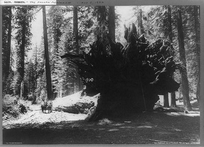 Fallen monarch,trees,roots,plants,Yosemite National Park,California,CA,c1902