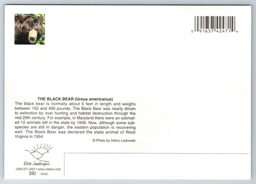Black Bear Vintage Postcard Continental - Picture 2 of 2