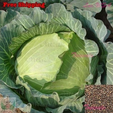 Cabbage Seeds - Hybrid | Wakamine Green, Wakamine Cabbage, Green Cabbage Seeds