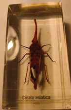 Collezionismo Insetti Cicala Asiatica 