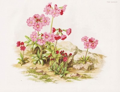 Primula Rosea Primel primrose flower Blume Botanik botany Robinson Litho