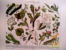 Natural History. Coloured Lithographic Print. CATERPILLARS. c1880s. VG.