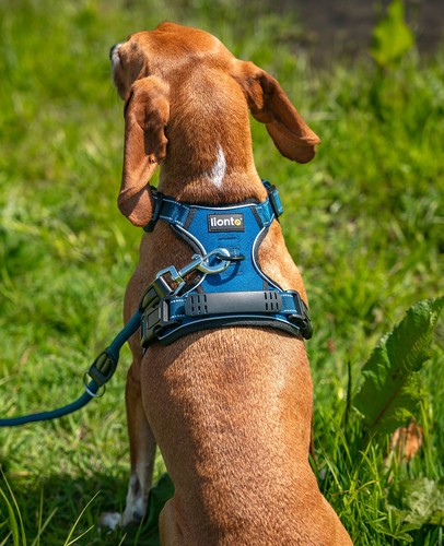 lionto Anti-traction Harnais de chien réglable rembourré, plusieurs variantes - Photo 11/32
