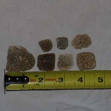 Crocodile Scutes Lot - Dinosaur Age Fossil - Hell Creek Formation Cretaceous