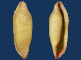 Shell Prosimnia semperi Seashell