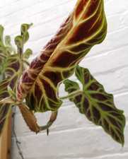 * Philodendron Verrucosum 'Bosco' | Tropical Aroid Rare Plant 