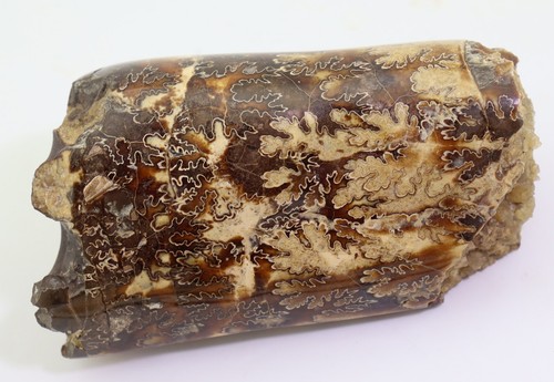 Ammonit, Baculites sp., Kreide, Pierre Shale, Pennington County, SD, USA -L990 - Picture 2 of 6