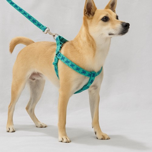 Lupine Pet Harness & Dog Leash Matching Set Turtle Bay In Turquoise Size Medium