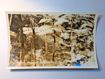 TA2- 97.  RPPC 55 Tree Ferns, Fairland, Kuranda, Cairns, Queensland, Australia