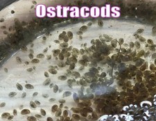 Ostracods live aquatic crustaceans aquarium f...
