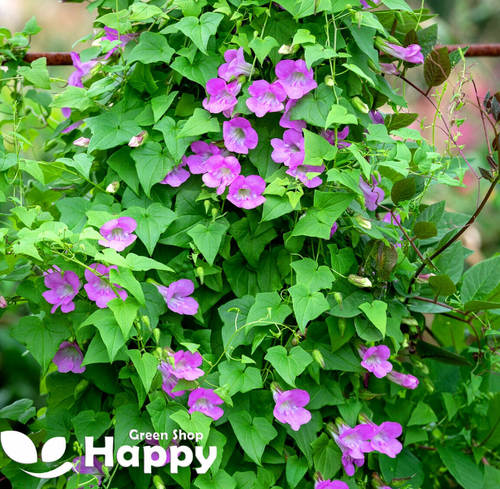 CLIMBING FLOWERS - Vines - Thunbergia Morning Glory Sweet Pea - Flower seeds - Picture 3 of 121