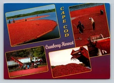 Cape Cod Cranberry Harvest Scenic Postcard - Flooded Bogs, Trucks