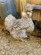 6 Show Quality Silkie Chicken Fertile Hatching Eggs,all Colors,Bearded & Crested