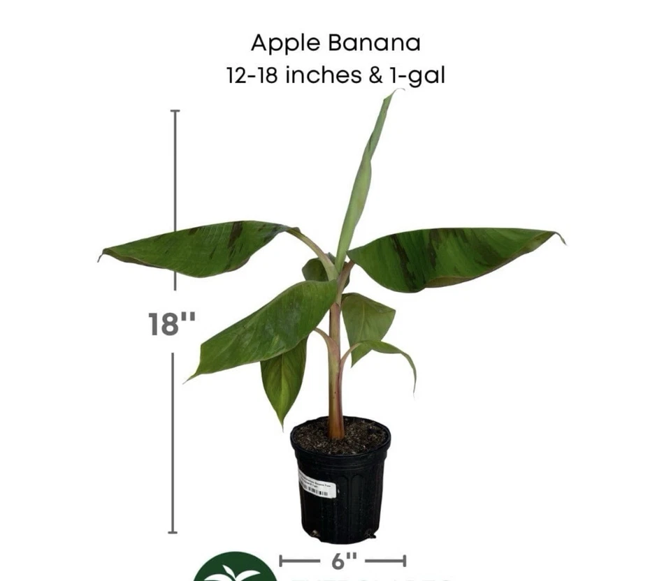 Apple Banana Manzano Banana Tree - Image 2 of 3