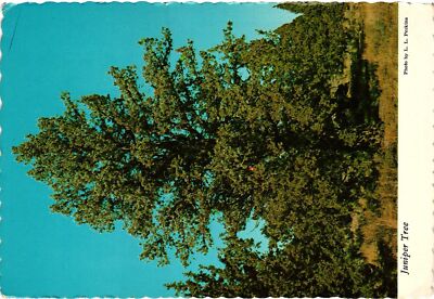 Vintage Postcard 4x6- Juniper Tree