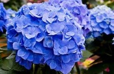 Sulfate de fer fluidisé en poudre - Sac 25 kg