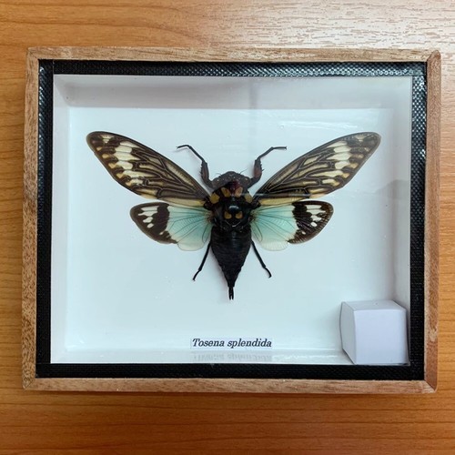 Real Framed Butterfly Moth Insect Bug Taxidermy Decor Vintage Birthday Gift - Picture 3 of 6