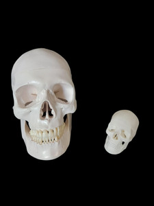 Mini Human Skull Replica – 3D Printed Bone Color Model – Realistic Gothic Decor#