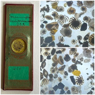 Antique Microscope Slide. Foraminifera Mediterranean Sea. By Greenpapers .