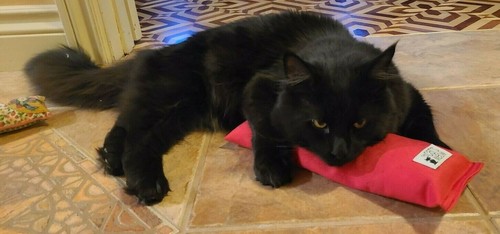 ALMOHADA CORPORAL ORGÁNICA - Sin relleno - ¡Mucho crujido, mucho juego para mascotas! - Imagen 11 de 12