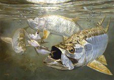 Ceramic Backsplash Tile Mural Fishing Saltwater Fish - Tarpon and Mehhaden