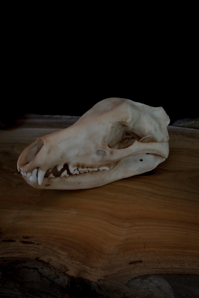 Tasmanian Tiger (thylacine) Skull -high quality replica-FREE world wide shipping - Bild 2 von 4